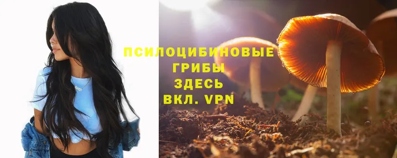 цены   Нестеров  ссылка на мегу сайт  Псилоцибиновые грибы Psilocybe 